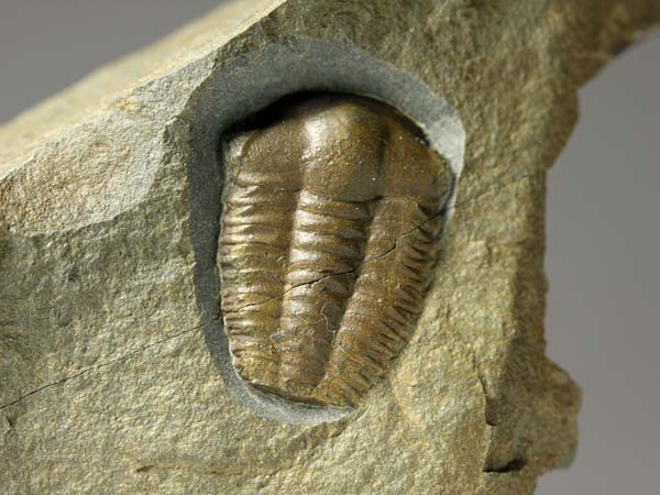 Trilobit, Ellipsocephalus hoffi