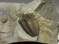 Trilobit aus Tschechien