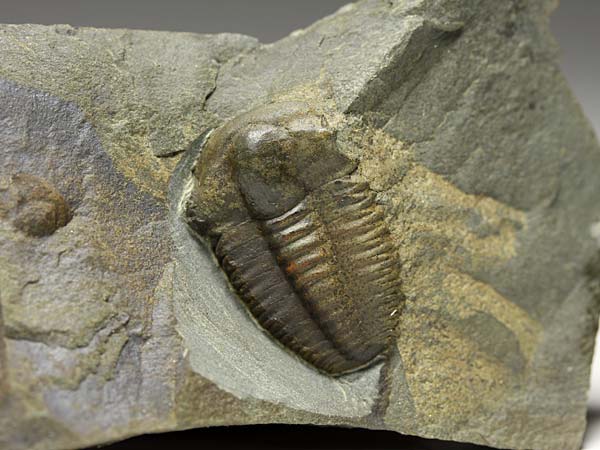 Trilobit, Ellipsocephalus hoffi