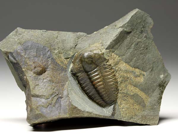 Trilobit, Ellipsocephalus hoffi