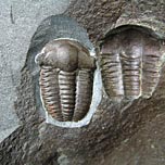 Trilobiten aus Tschechien, Ellipsocephalus hoffi