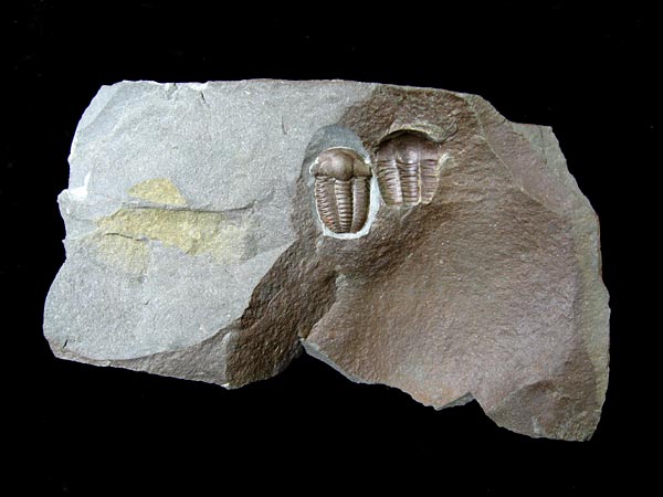 Trilobit, Ellipsocephalus hoffi