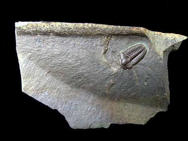 Trilobit, Ellipsocephalus hoffi