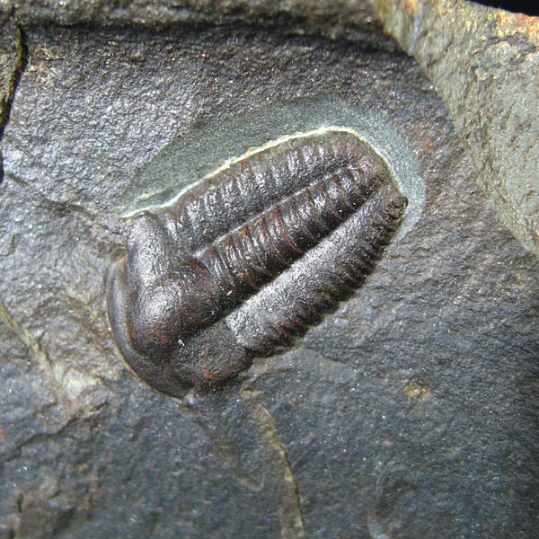 Trilobit, Ellipsocephalus hoffi