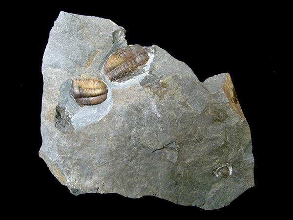 Trilobit, Ellipsocephalus hoffi