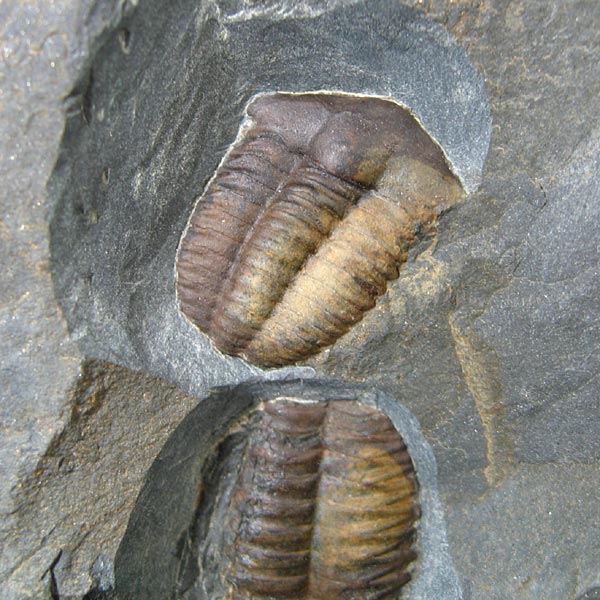 Trilobit, Ellipsocephalus hoffi