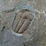 Trilobiten aus Tschechien, Ellipsocephalus hoffi