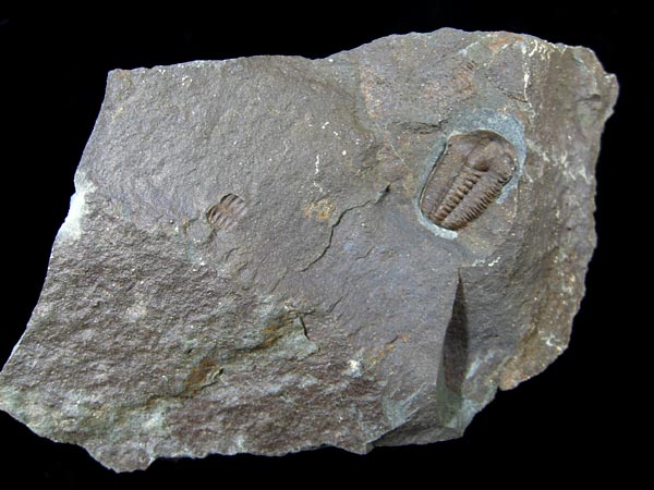 Trilobit, Ellipsocephalus hoffi