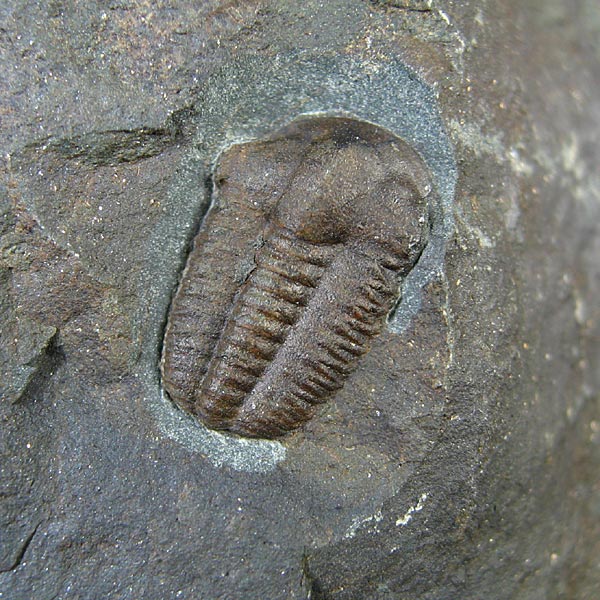 Trilobit, Ellipsocephalus hoffi