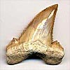 Fossilien - Haizähne
