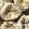 Korallen aus Nattheim