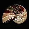 Fossilien - Nautilus