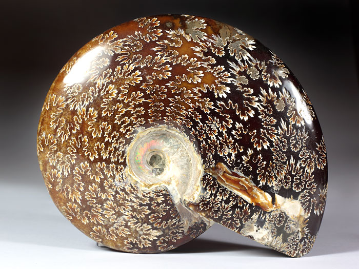 geschliffener Ammonit
                                aus Madagaskar