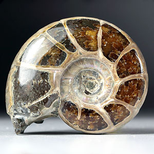 Lobenlinien der Ammoniten aus Madagaskar