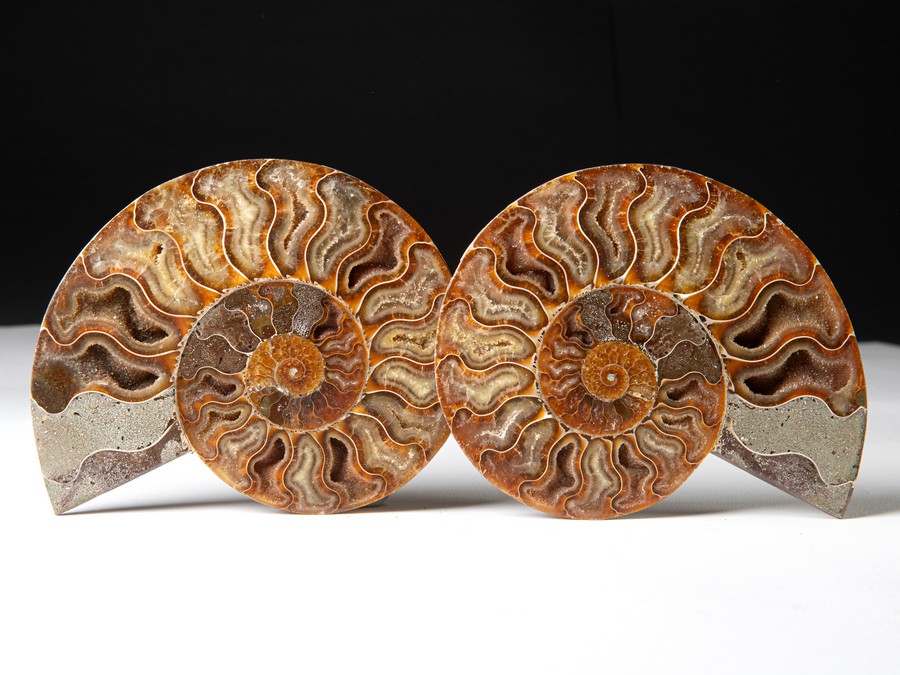 Cleoniceras besairiei