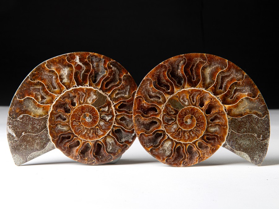 Cleoniceras besairiei