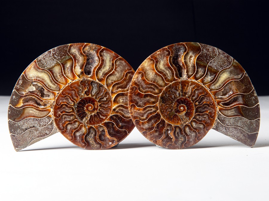 Cleoniceras
                                besairiei