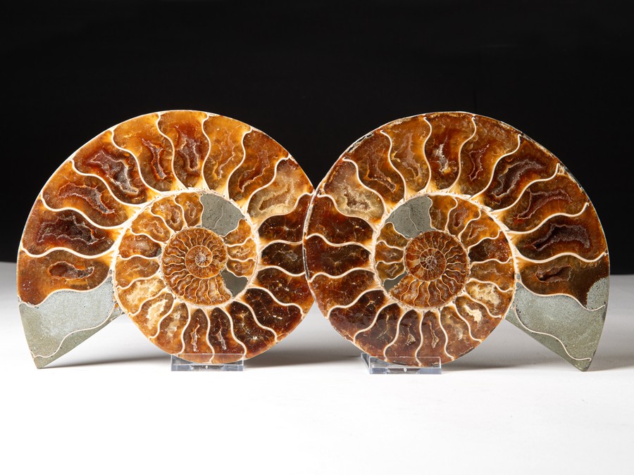 Cleoniceras
                                besairiei