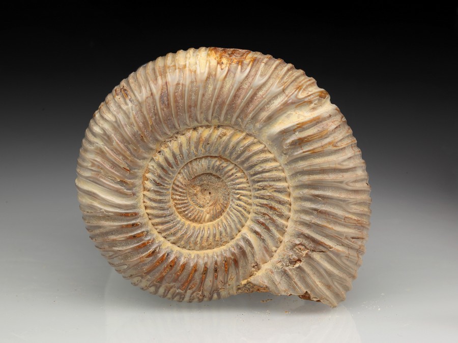 Divisosphinctes
                                          (Perisphinctes)