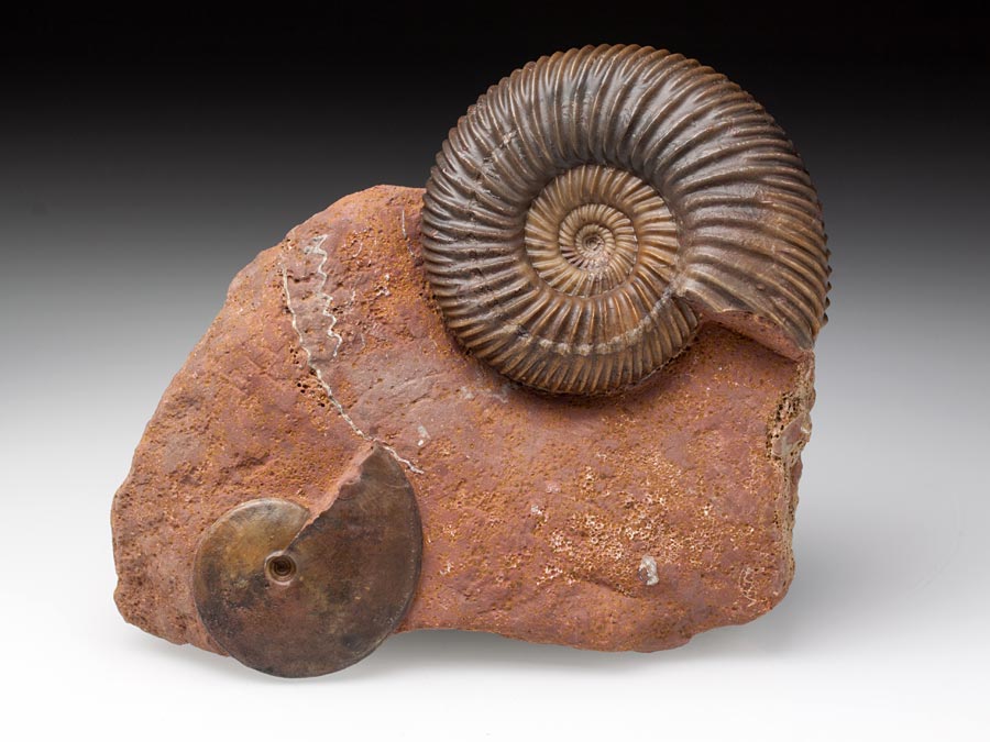 Ammonitenstufen
                                aus Sengenthal