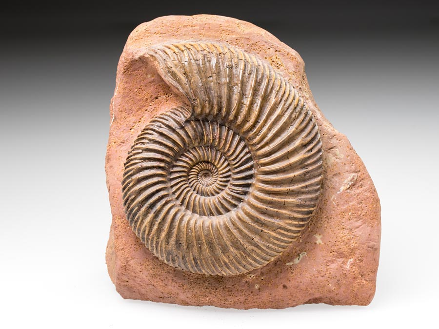 Ammonitenstufen
                                aus Sengenthal