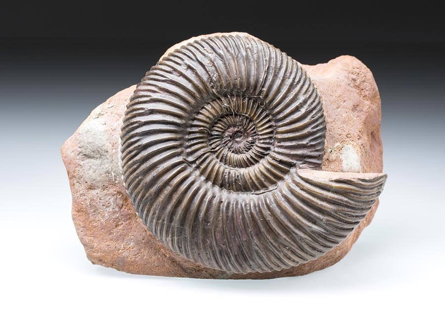 Ammonitenstufen
                                aus Sengenthal