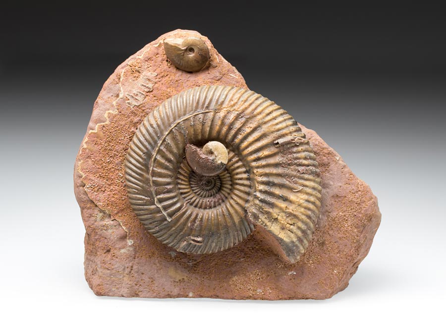 Ammonitenstufen
                                aus Sengenthal