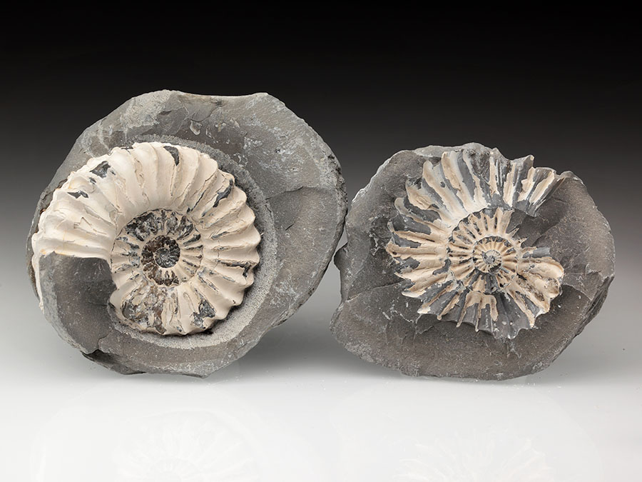 Pleuroceras
                                spinatum