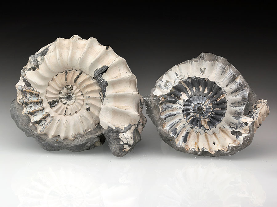 Pleuroceras
                                spinatum