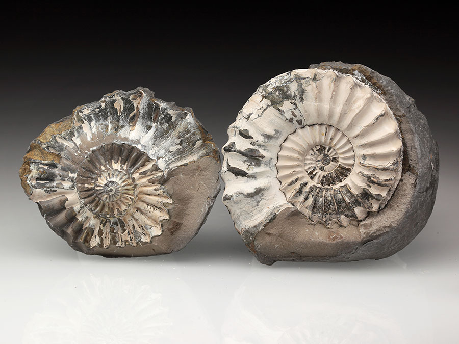 Pleuroceras
                                spinatum