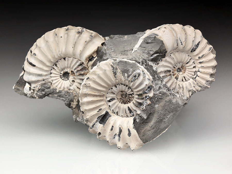 3
                                        Pleuroceras spinatum p+n