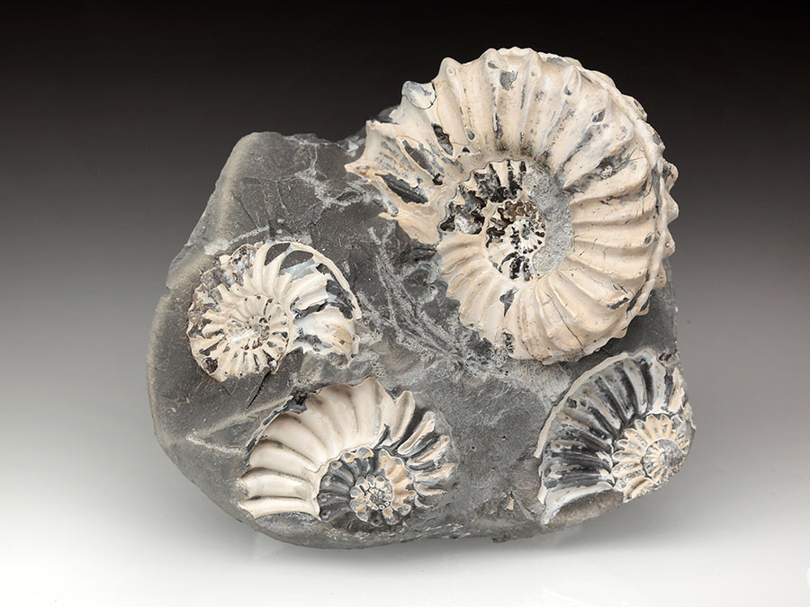 2
                                        Pleuroceras spinatum p+n