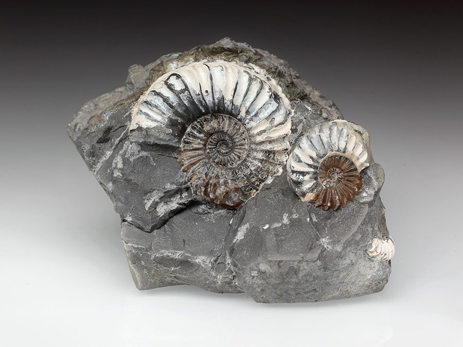 2
                                        Pleuroceras spinatum p+n