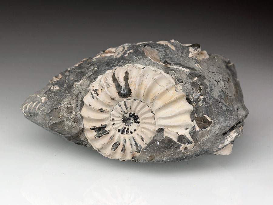 Pleuroceras spinatum