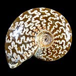 Ammoniten aus Madagaskar, geschliffen