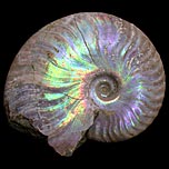 Perlmutt-Ammoniten aus Madagaska