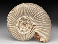 naturbelassene Ammoniten aus Madagaskar