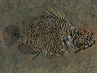 Fische aus der Grube Messel