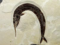 Fische aus dem Solnhofener Plattenkalk