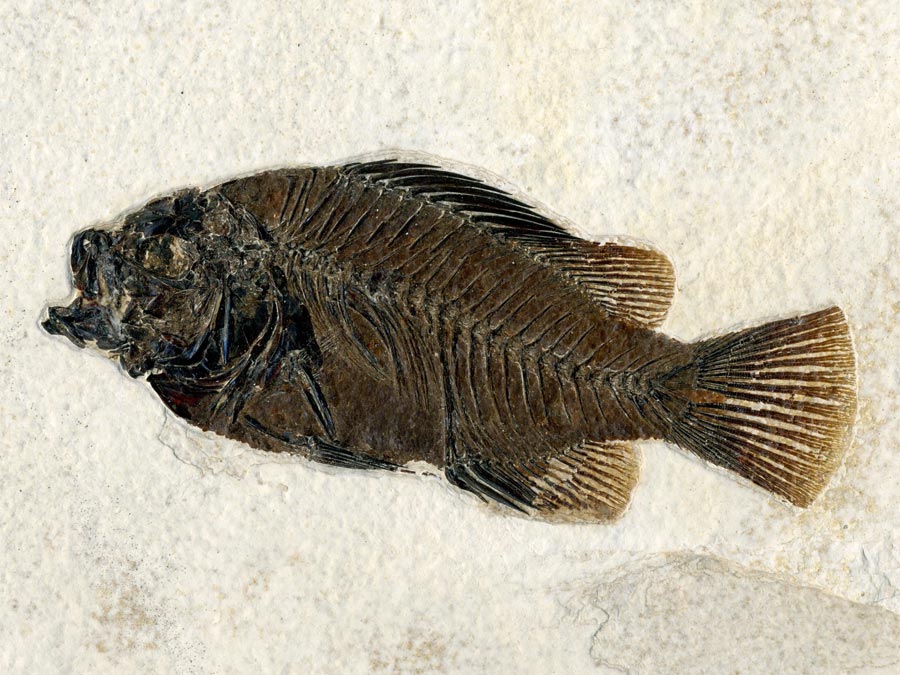 versteinerter Fisch aus
Wyoming (Barsch)