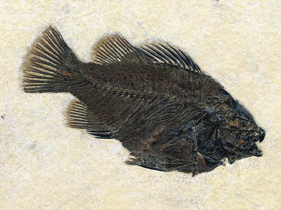 versteinerter
Fisch aus Wyoming (Knochenfisch)