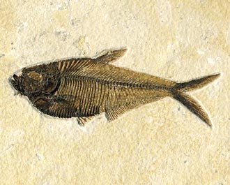 versteinerter Fisch aus Wyoming: Diplomystus dentatus