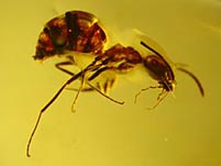 Bernsteine aus dem Baltikum, Myanmar, Dominikanischen Republik