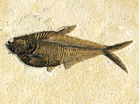 versteinerte Fische von verschiedenen Fundstellen