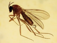 Kopale aus Madagaskar