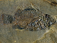 Fossilien aus der Grube Messel