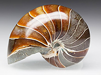 Nautiliden von verschiedenen Fundstellen - Nautilus