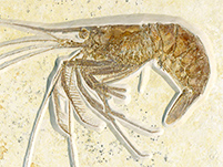 Fossilien aus dem Solnhofener Plattenkalk