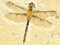 Fossilien aus der Santana Formation