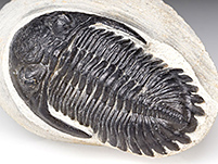 Trilobiten von verschiedenen Fundstellen